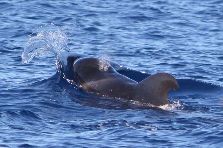 Bottlenose dolphin - Wikipedia